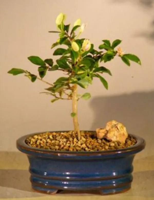 Small Flowering Lavender Star Flower Bonsai, 5 Years Old (Grewia occidentalis)