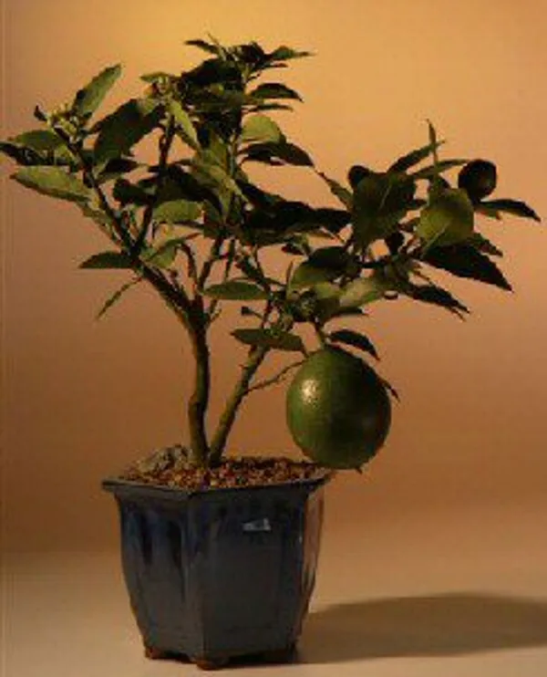 Flowering Lemon Bonsai, 8 Years Old (Citrus × meyeri)
