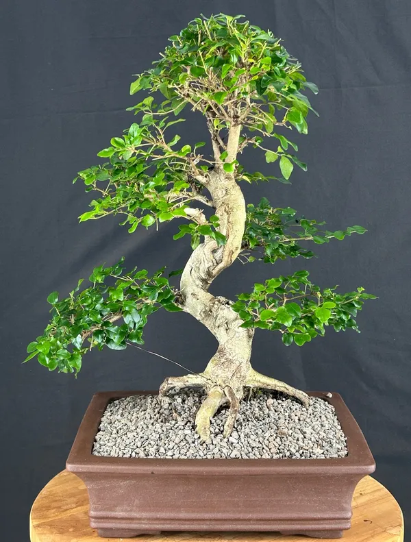Flowering Ligustrum Bonsai, Curved Trunk, 15 by 20 Inches (Ligustrum lucidum)