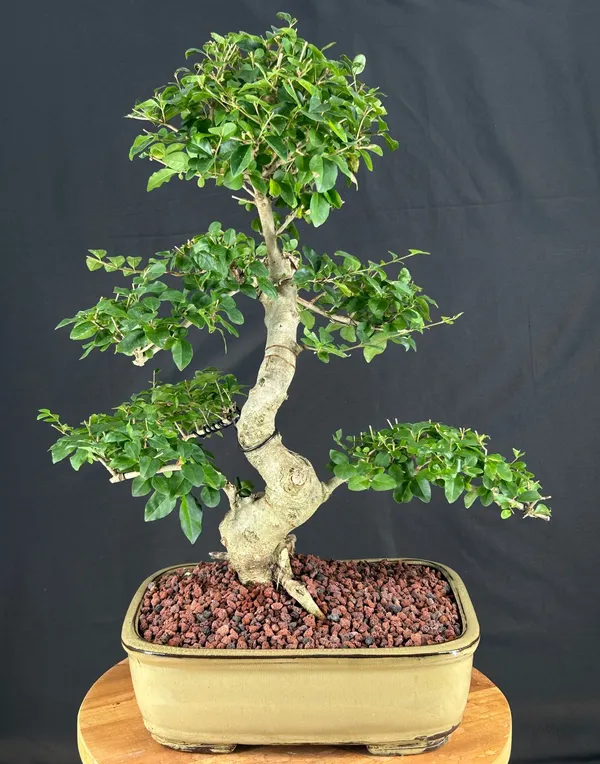 Flowering Ligustrum Bonsai, Curved Trunk, 17 by 25 Inches (Ligustrum lucidum)