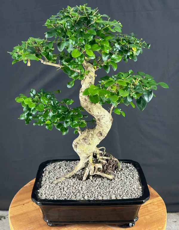 Flowering Ligustrum Bonsai, Curved Trunk, 13 by 19 Inches (Ligustrum lucidum)
