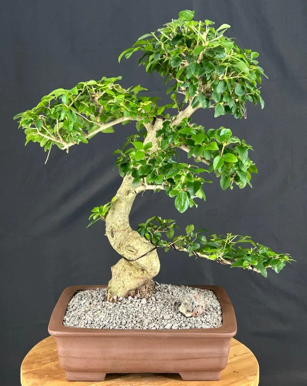Flowering Ligustrum Bonsai, Curved Trunk, 19 by 23 Inches (Ligustrum lucidum)
