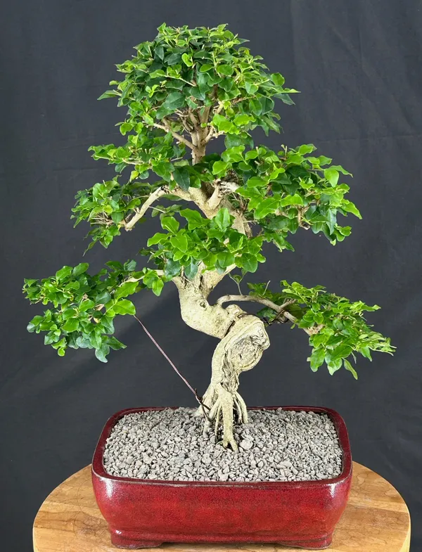 Flowering Ligustrum Bonsai, Curved Trunk, 31 Years Old (Ligustrum lucidum)