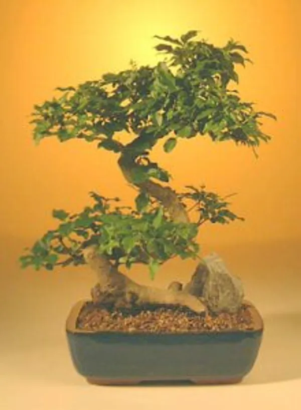 Large Flowering Ligustrum Bonsai, Curved Trunk, 20 Years Old (Ligustrum lucidum)