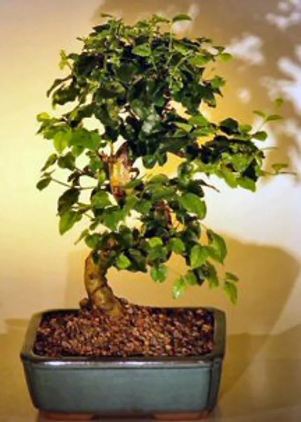 Flowering Ligustrum Bonsai with Curved Trunk-Medium, 16 Years Old (Ligustrum lucidum)