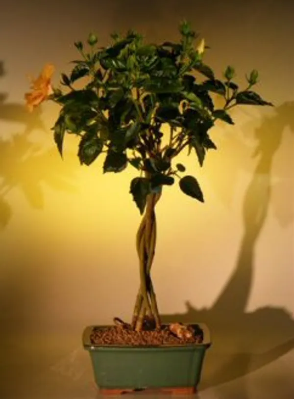 Flowering "Mango Mist" Tropical Hibiscus Bonsai, Braided Trunks, 9 Years Old (Hibiscus rosa-sinensis)