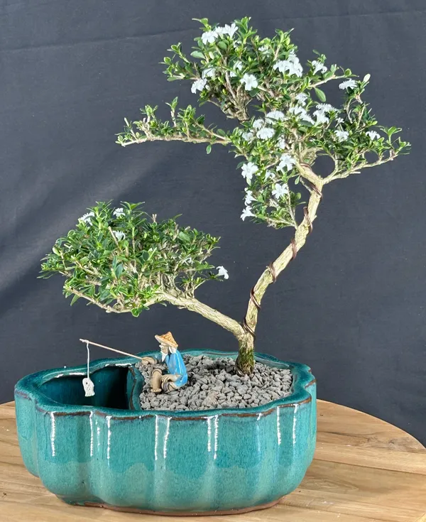 Flowering Mount Fuji Serissa Bonsai with Scalloped Edges, Land and Water Pot, 11 Years Old