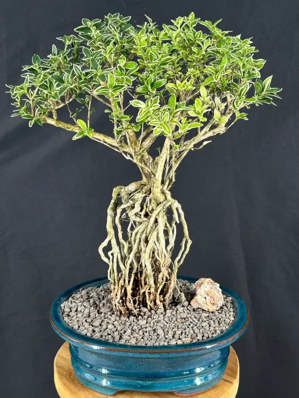 Large Flowering Mount Fuji Serissa Bonsai with Raised Roots, 17 Years Old (Serissa foetida)