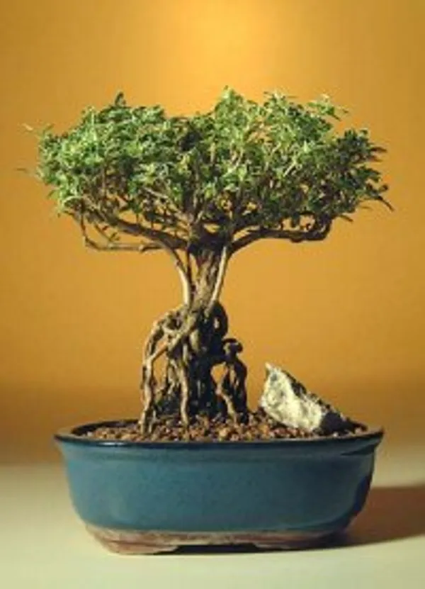 Medium Flowering Mount Fuji Serissa Bonsai with Raised Roots, 13 Years Old (Serissa foetida)