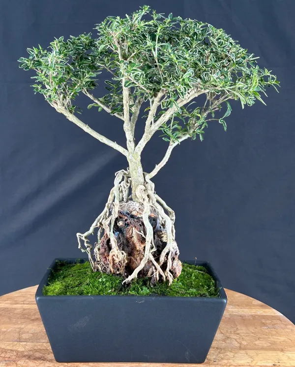 Flowering Mount Fuji Serissa Bonsai, Root Over Rock, 14 Years Old (Serissa foetida)