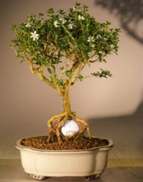 Flowering Mount Fuji Serissa Bonsai with Golf Ball, 10 Years Old (Serissa foetida)