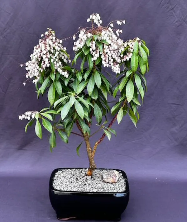 Flowering Mountain Fire Japanese Andromeda Bonsai, 13 Years Old (Pieris japonica)