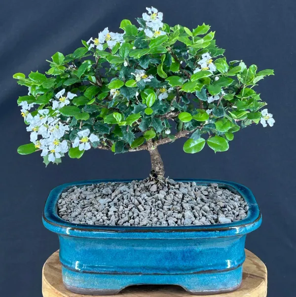 Flowering Okinawa Holly Bonsai, 7 Years Old (Malpighia coccigera)