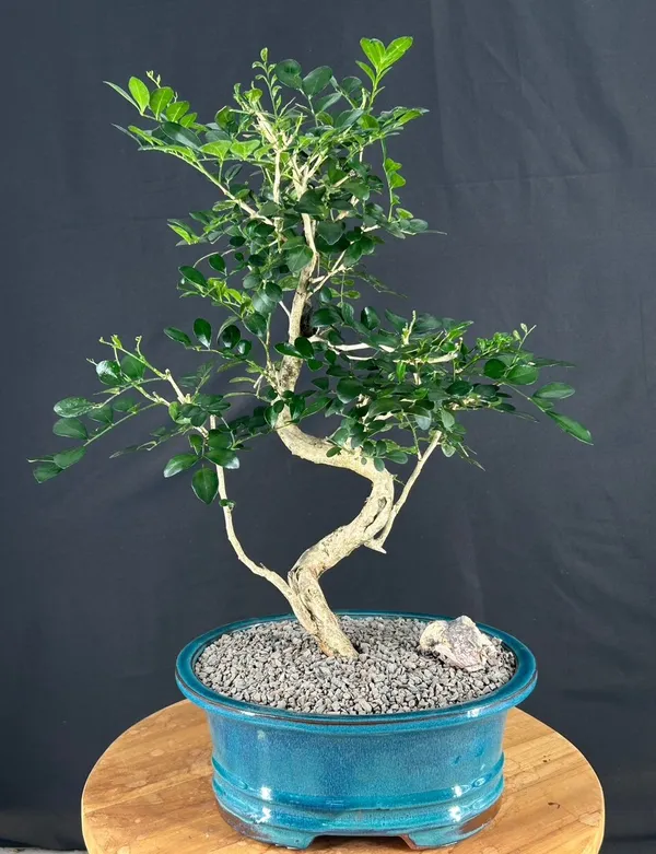 Flowering Orange Jasmine Bonsai, Curved Trunk, 16 by 22 Inches (Murraya paniculata)