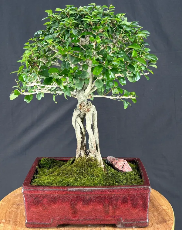 Flowering Parrot's Beak Bonsai, Exposed Roots, 23 Years Old (Gmelina philippensis)