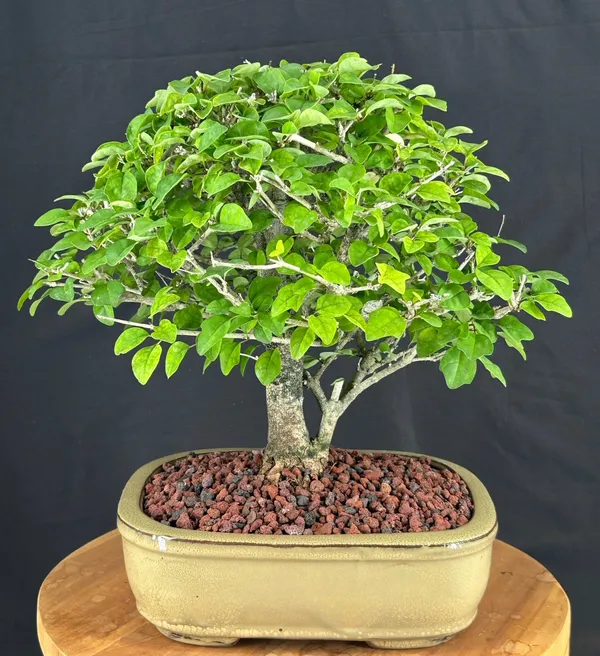 Flowering Parrot's Beak Bonsai, 21 Years Old (Gmelina philippensis)