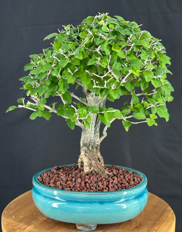 Flowering Parrot's Beak Bonsai, 25 Years Old (Gmelina philippensis)