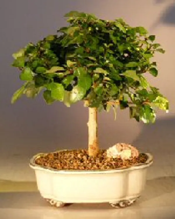 Medium Flowering Parrot's Beak Bonsai, 8 Years Old (Gmelina philippensis)