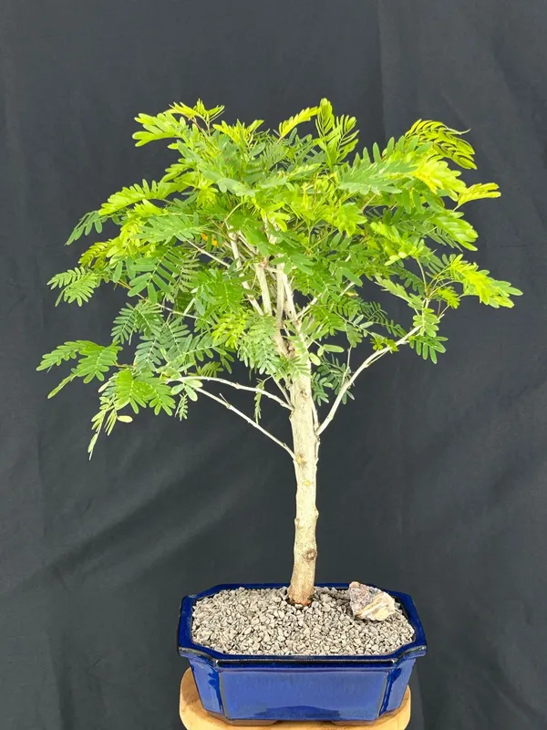 Flowering Pink White Powder Puff Bonsai, 16 Years Old (Calliandra surinamensis)
