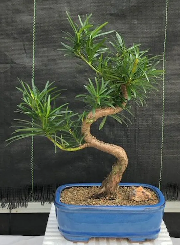 Medium Flowering Podocarpus "curved" Bonsai, 16 Years Old (Podocarpus macrophyllus)
