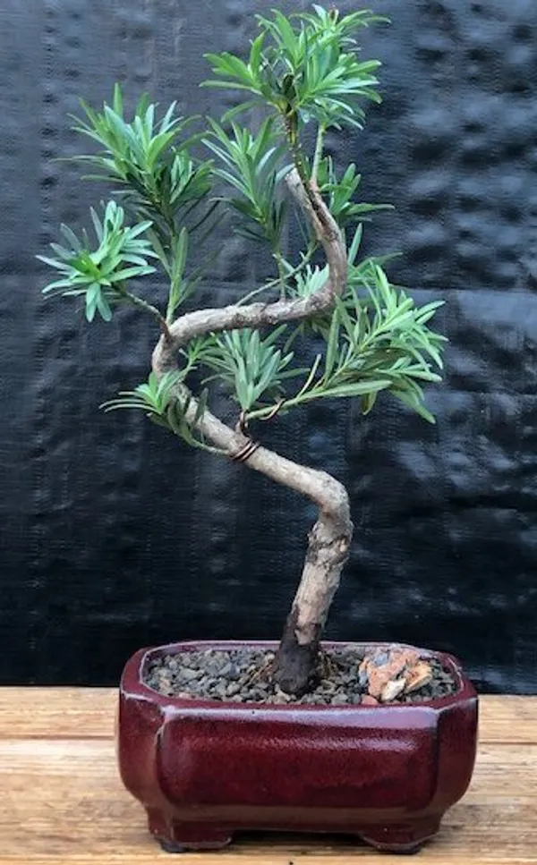 Small Flowering Podocarpus "curved" Bonsai, 12 Years Old (Podocarpus macrophyllus)
