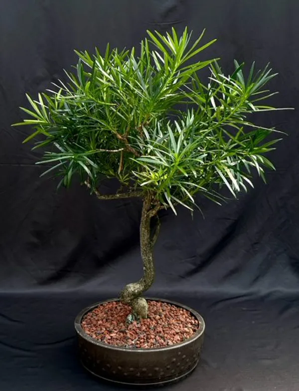 Flowering Podocarpus Bonsai, Curved Trunk, 28 Years Old (Podocarpus macrophyllus)