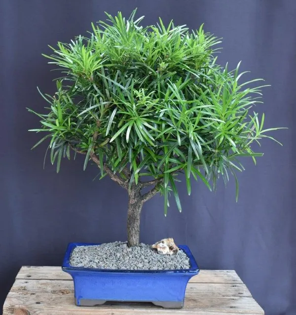 Extra Large Flowering Podocarpus Bonsai, 17 Years Old (Podocarpus macrophyllus)