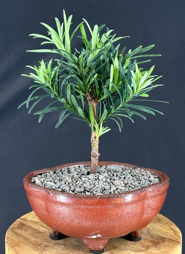Small Flowering Podocarpus Bonsai, 5 Years Old (Podocarpus macrophyllus)