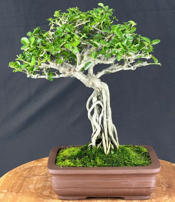 Flowering Premna Bonsai, Exposed Roots, 26 Years Old (Premna obtusifolia)