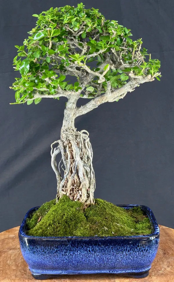 Flowering Premna Bonsai, Exposed Roots, 26 Years Old (Premna obtusifolia)