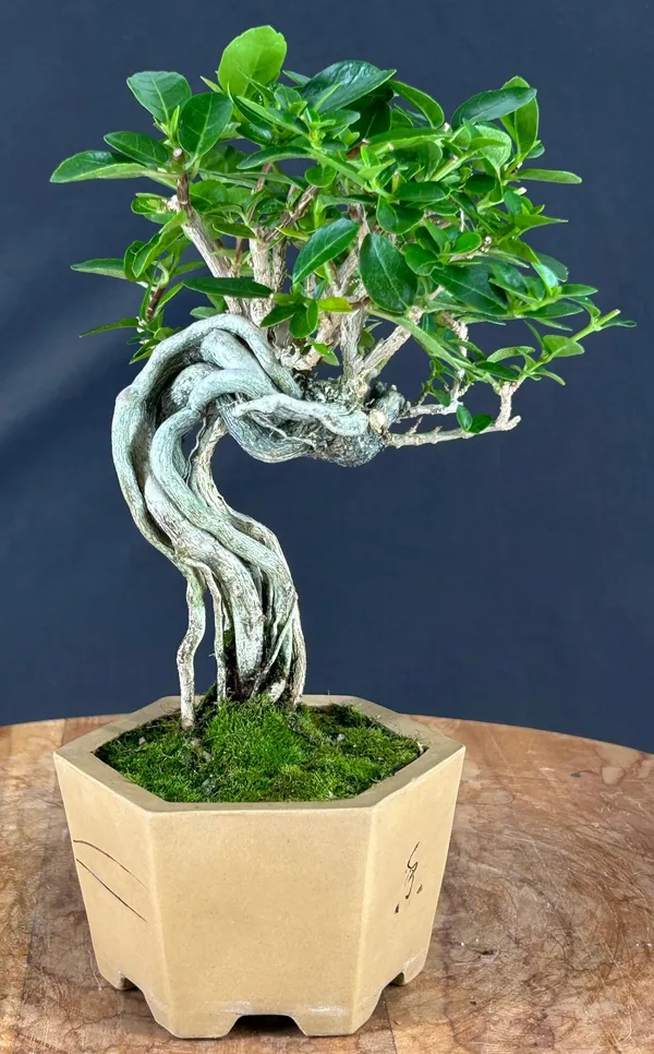 Flowering Premna Bonsai, Exposed Roots, 22 Years Old (Premna obtusifolia)