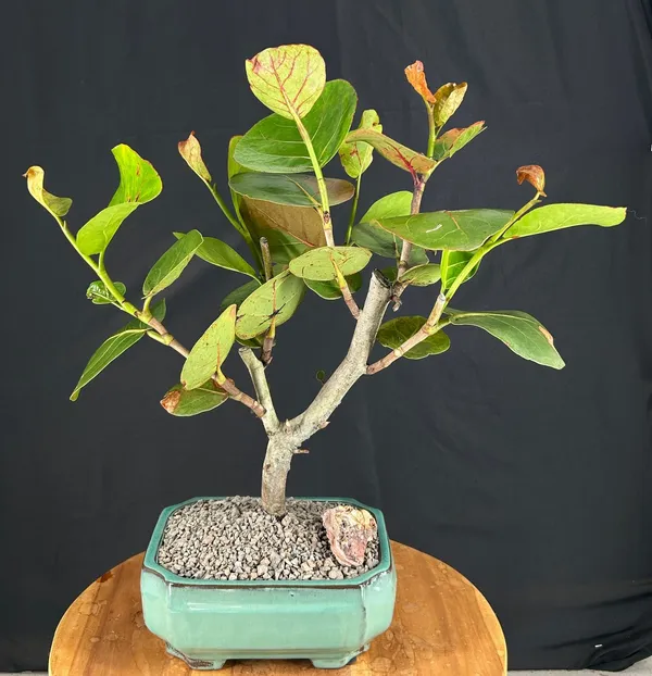 Flowering Sea Grape Bonsai, 13 Years Old (Coccoloba uvifera)