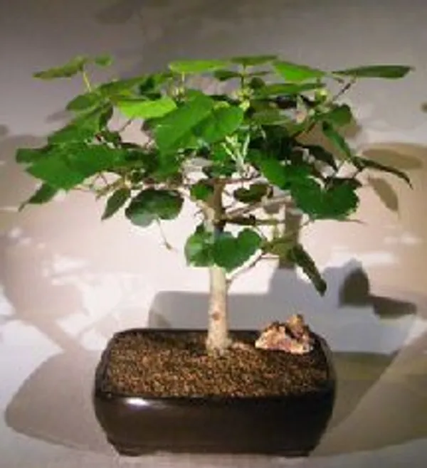 Flowering Sea Hibiscus Bonsai, 9 Years Old (Hibiscus tiliaceus)