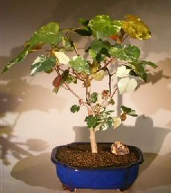 Flowering Sea Hibiscus Variegated Bonsai, 15 Years Old (Hibiscus tiliaceus)