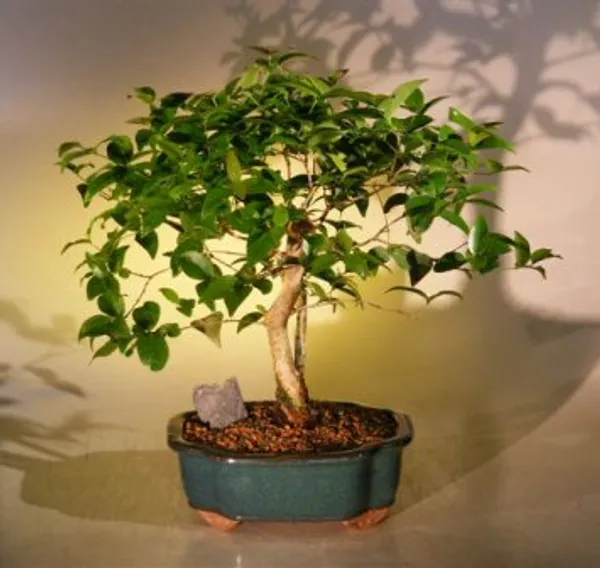 Flowering Surinam Cherry Bonsai, 16 Years Old (Eugenia uniflora)