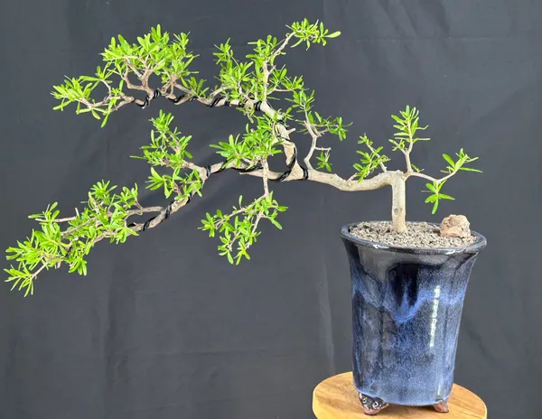 Flowering Swamp Privet Bonsai, 16 Years Old (Forestiera acuminata)