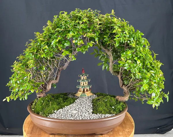 Flowering Sweet Plum Double Arch Planting Bonsai, 19 Years Old (Sageretia theezans)