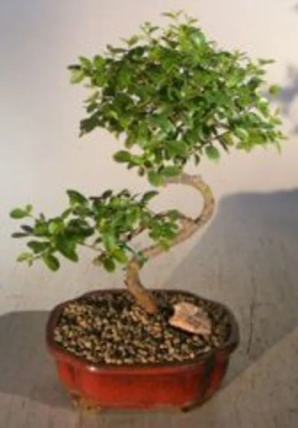 Medium Flowering Sweet Plum Bonsai, Curved Trunk, 14 Years Old (Sageretia theezans)