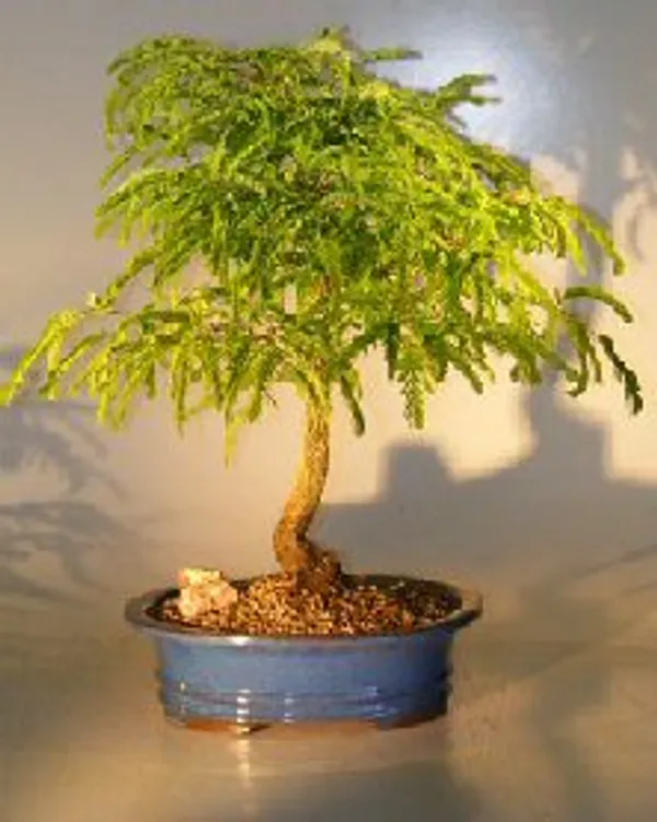 Flowering Tamarind Bonsai, 19 Years Old (Tamarindus indica)