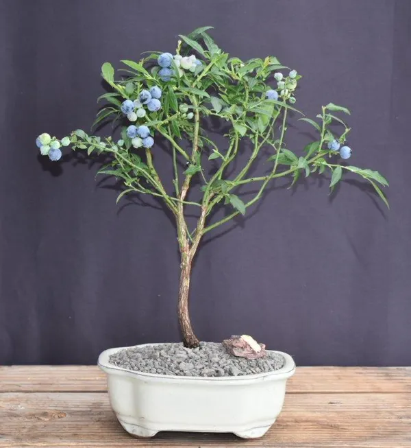 Flowering Top Hat Blueberry Bonsai, 8 Years Old (Vaccinium corymbosum 'Argustifolium')