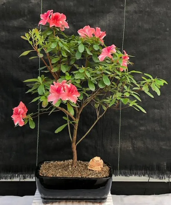 Flowering Tropical Azalea Bonsai, 9 Years Old (Rhododendron 'Dogwood')