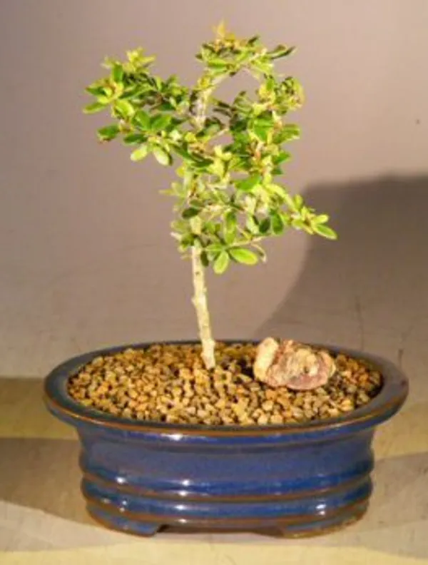 Small Flowering Tropical Boxwood Bonsai, 4 Years Old (Neea buxifolia)