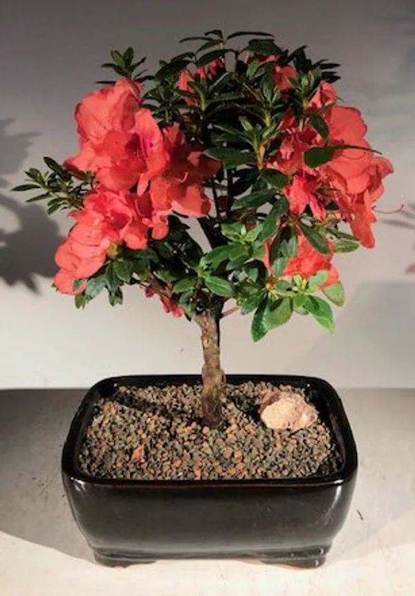 Flowering Tropical Duc De Rohan Azalea Bonsai, 12 Years Old (Southern indica)