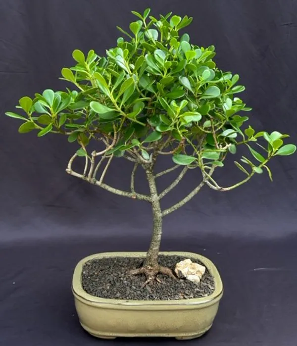 Extra Large Flowering Tropical Dwarf Apple Bonsai, 12 Years Old (Clusia rosea 'Nana')