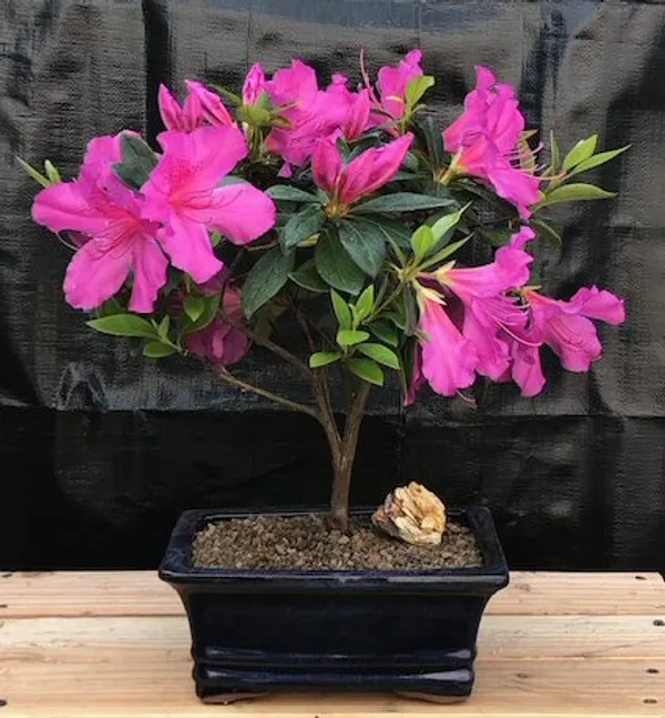 Flowering Tropical Purple Formosa Azalea Bonsai, 8 Years Old (Azalea indica)