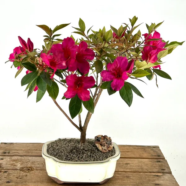 Flowering Tropical Red Formosa Azalea Bonsai, 8 Years Old (Azalea indica)
