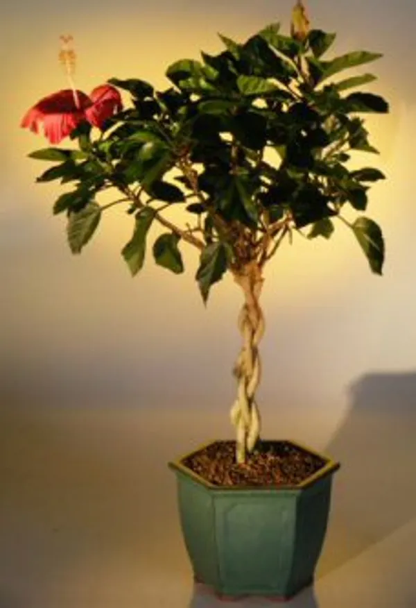 Flowering Tropical Red Hibiscus Trunk Bonsai, Braided Trunks, 12 Years Old (Rosa sinsensis)