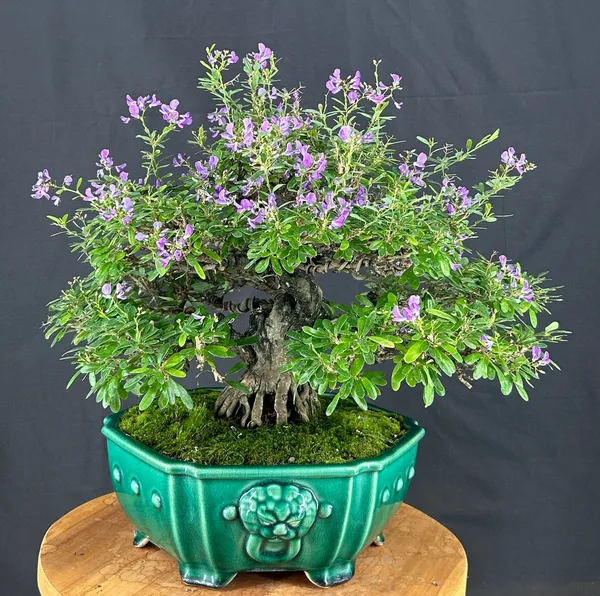 Flowering Vietnamese Blue Bell Bonsai (Trifidacanthus unifoliatium)