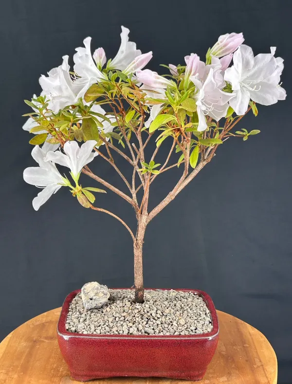Flowering White G.G. Gerbing Azalea Bonsai, 8 Years Old (Rhododendron indica 'Mrs.G.G. Gerbing')
