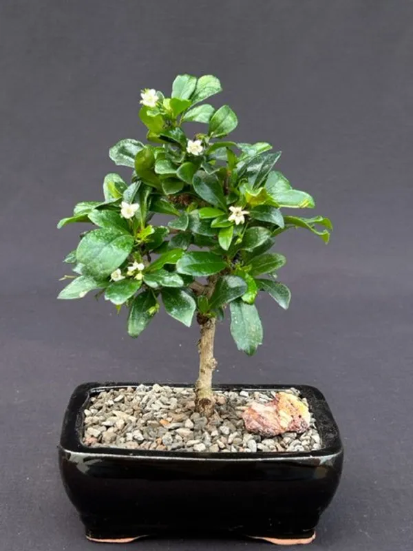 Small Fukien Tea Bonsai, Straight Trunk, 6 Years Old (Ehretia microphylla)